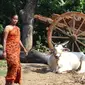 Sapi di India