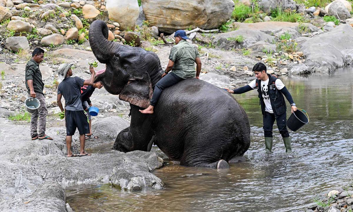 Ratusan Ribu Pohon Ditanam di DAS Peusangan Aceh