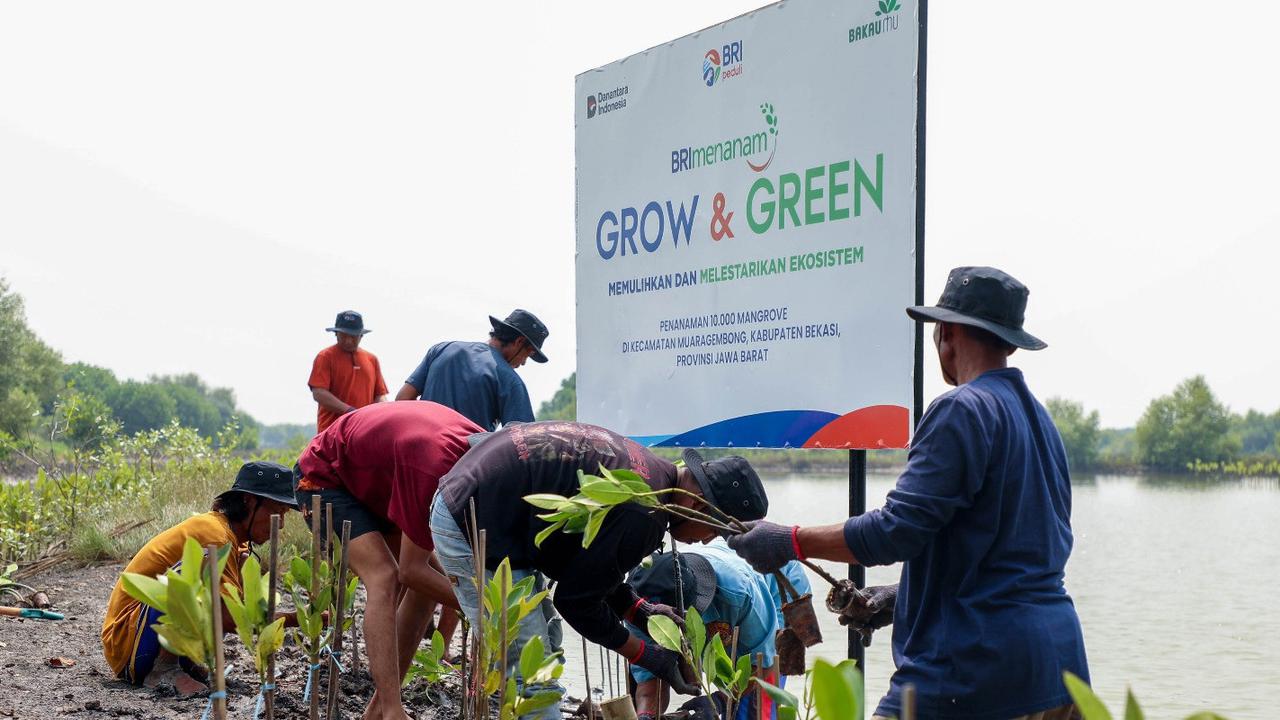 Momentum Hari Mangrove Sedunia 2025, BRI Buktikan Komitmen Nyata Jaga Ekosistem Pesisir di Muaragembong