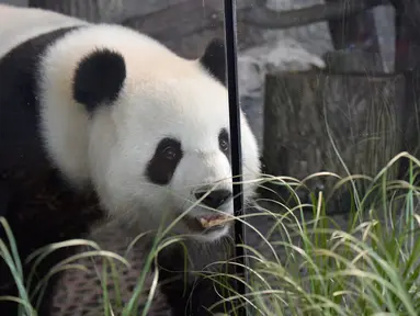 Panda betina Meng Meng berjalan dalam kandangnya di kebun binatang Zoologischer Garten, Berlin pada Rabu (14/8/2019). Sejumlah pakar mengatakan, mereka sangat yakin seekor panda betina berusia enam tahun tersebut sedang hamil. (Tobias SCHWARZ / AFP)