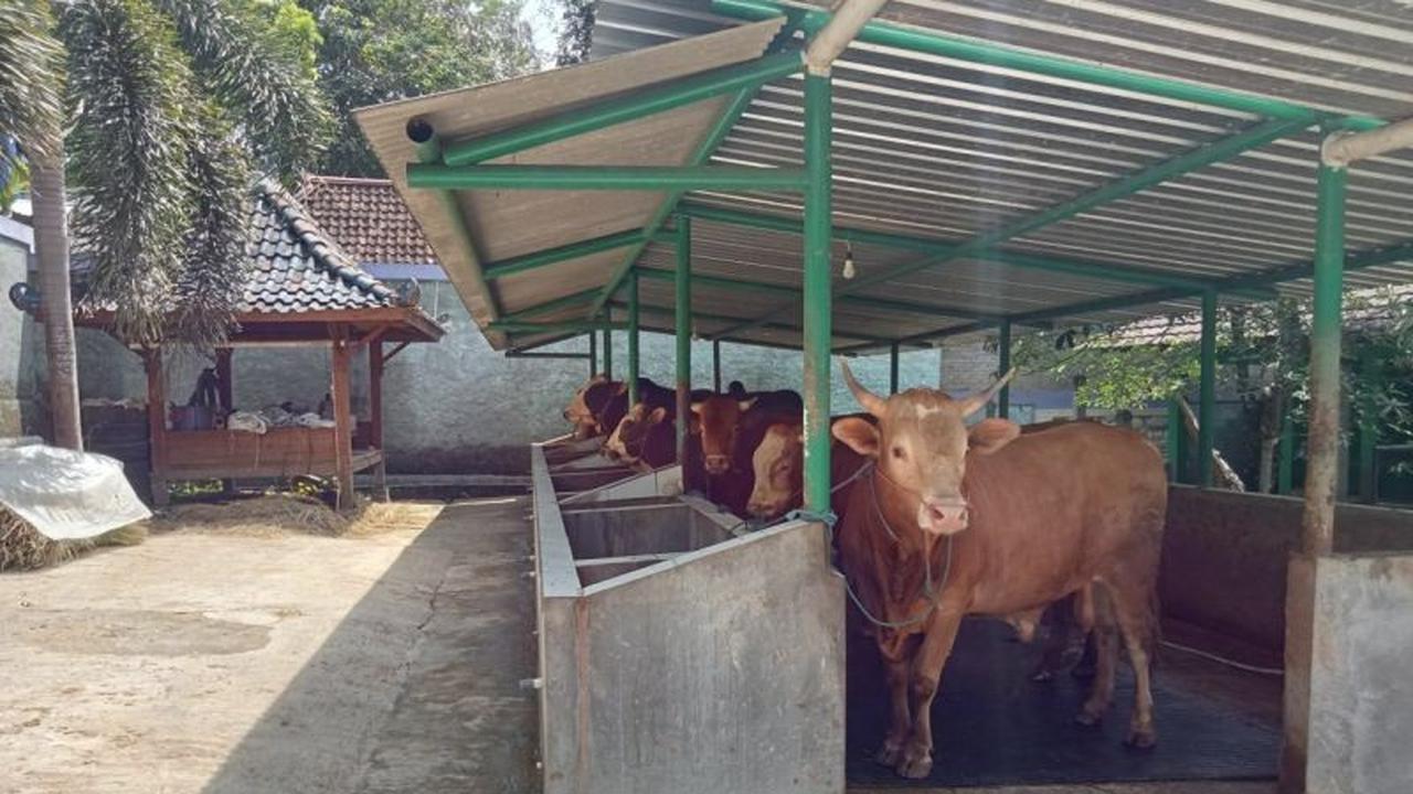Ketersediaan Hewan Kurban DIY: Gunung Kidul dan Kulon Progo Jadi Penyangga Utama