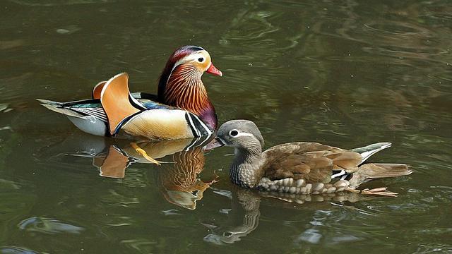 6 Gambar Bebek Lucu Dan Terindah Di Dunia Dilengkapi Penjelasannya Hot Liputan6 Com