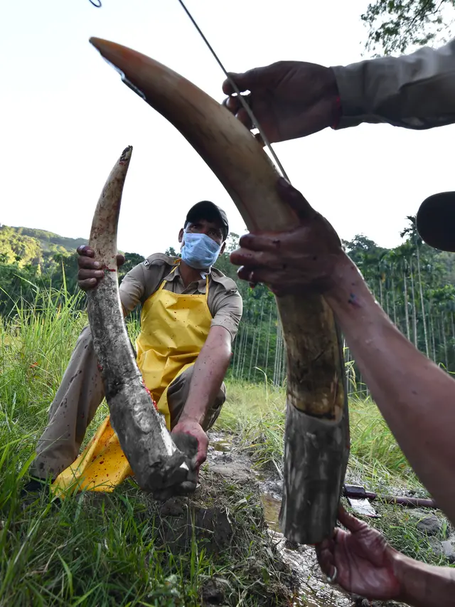 Cegah Peredaran Ilegal, Petugas India Mengambil Gading Gajah Liar