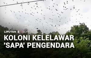 Koloni Kelelawar 'Sapa' Pengendara