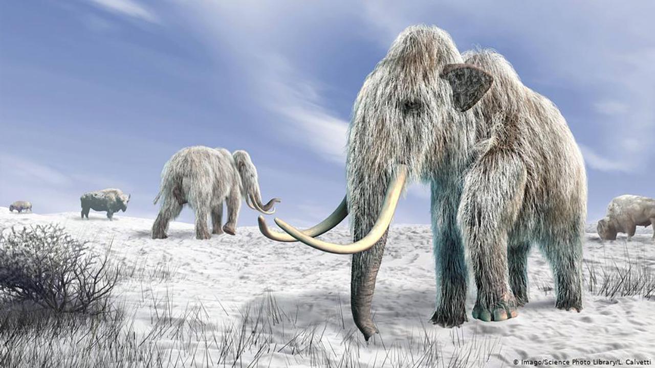 Mammoth Berbulu