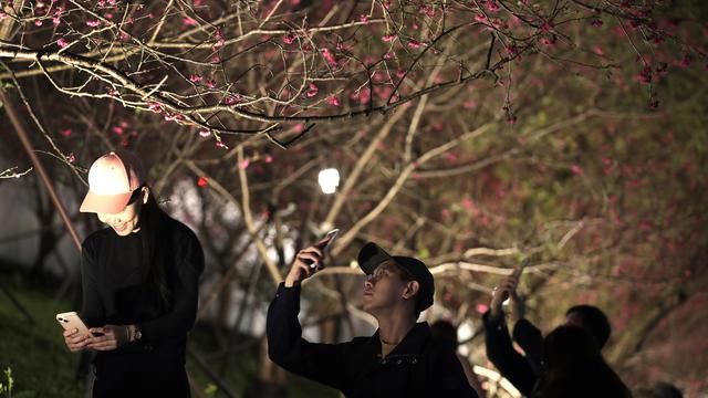 Bunga Sakura pada Malam Hari di Taiwan