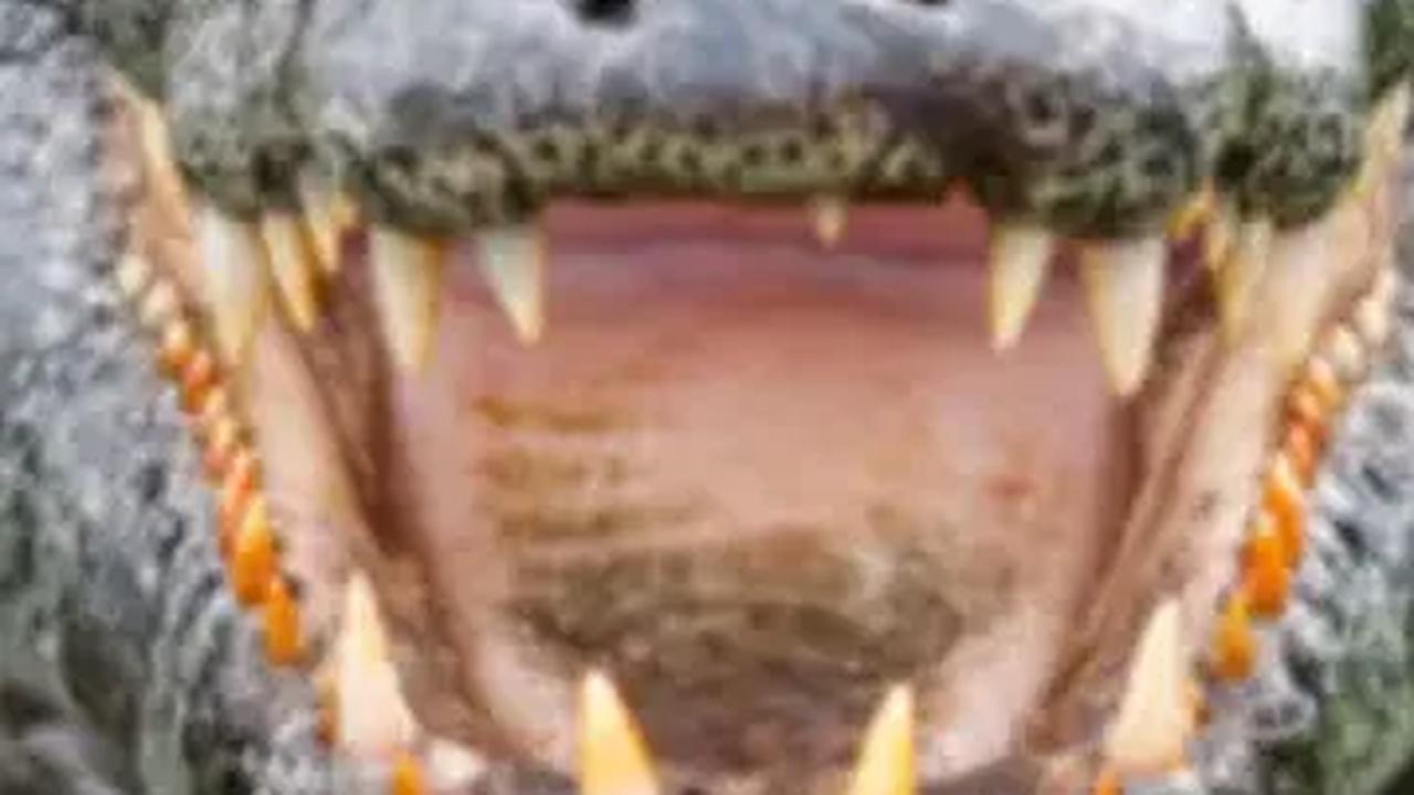 Tiga Warga Desa di Sumsel Nekat Pelihara Puluhan Buaya Muara dalam Rumah, Ini Reaksi Polisi