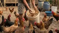 5 Cara Membuat Fermentasi Dedak untuk Ayam, Tingkatkan Nutrisi dan Hemat Biaya Pakan