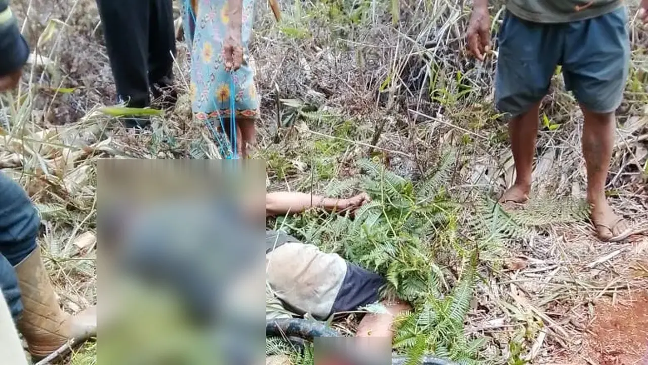 Seorang petani bernama Nurdin (57) di Kabupaten Luwu Timur (Lutim), Sulawesi Selatan, ditemukan meninggal dunia usai diserang ular piton saat pulang dari kebun (Istimewa)