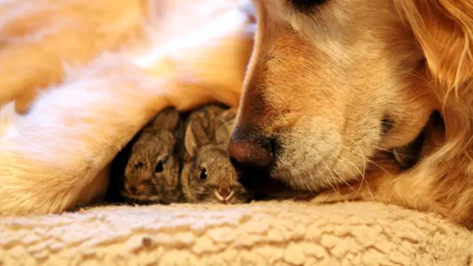 Binatang Saja Tolong Menolong, Masak Kamu Tidak?