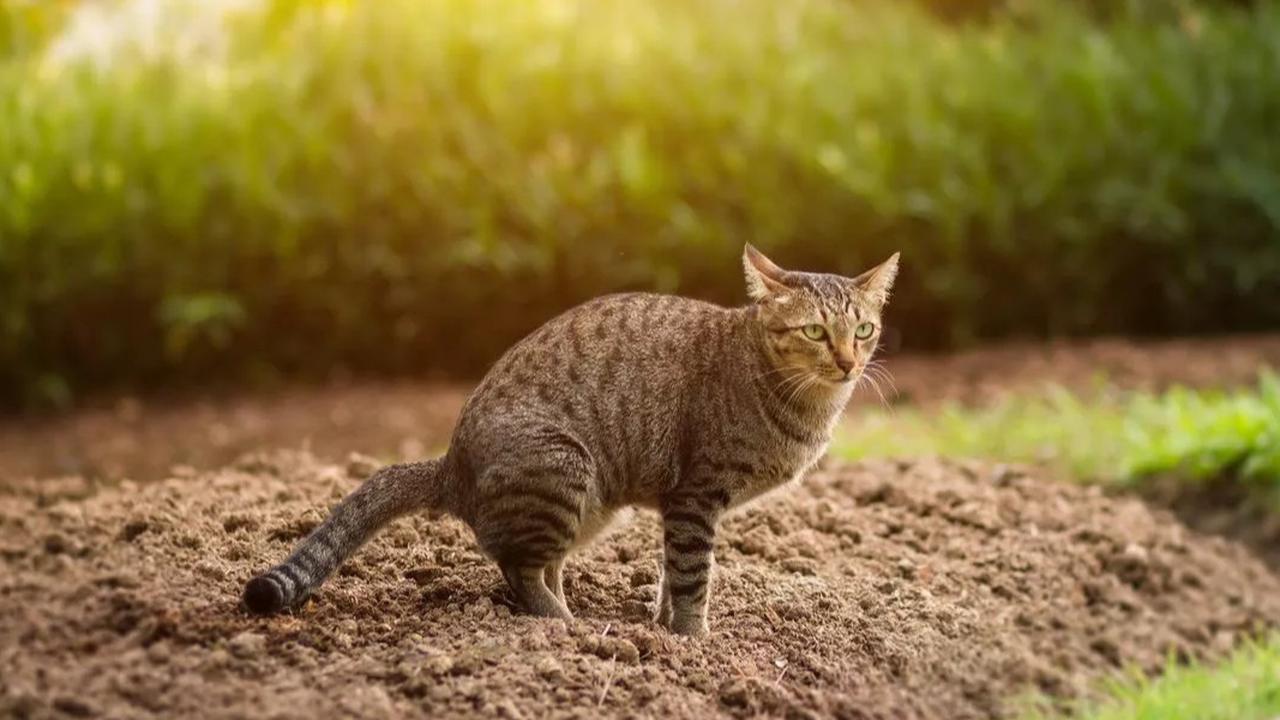 Menginjak Kotoran Kucing Pertanda Apa? Ini Mitos dan Faktanya