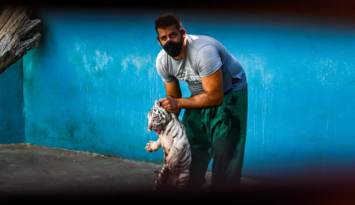 Dokter hewan merawat anak harimau putih di Kebun Binatang Nasional Kuba di Havana, pada 4 Juni 2021. Untuk pertama kalinya dalam 20 tahun, empat anak harimau lahir di kebun binatang dan di antaranya, seekor harimau putih betina yang langka bernama Yanek. (YAMIL LAGE/AFP)