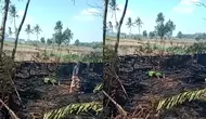 Petani Lansia Tewas Terjebak Kobaran Api Saat Bakar Lahan