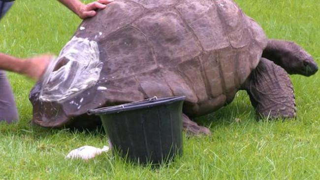 Jonathan si penyu mandi untuk kali pertama. (St Helena Government/Yotube)