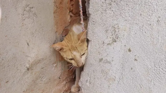 6 Potret Kucing Disebut Jadi Tumbal Proyek Ini Ekpresinya Bikin Kasihan