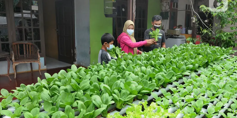 Panen Sayuran Hidroponik di Depan Rumah