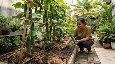 6 Tips Menanam Timun agar Berbuah Lebat, Perhatikan Air dan Nutrisi