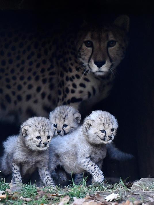 Ibu cheetah, Isantya bersama tiga bayinya saat dalam kandang di kebun binatang di Muenster, Jerman, Jumat (9/11). Tiga bayi cheetah tersebut mulai menjelajahi kandang mereka hari ini. (AP Photo/Martin Meissner)