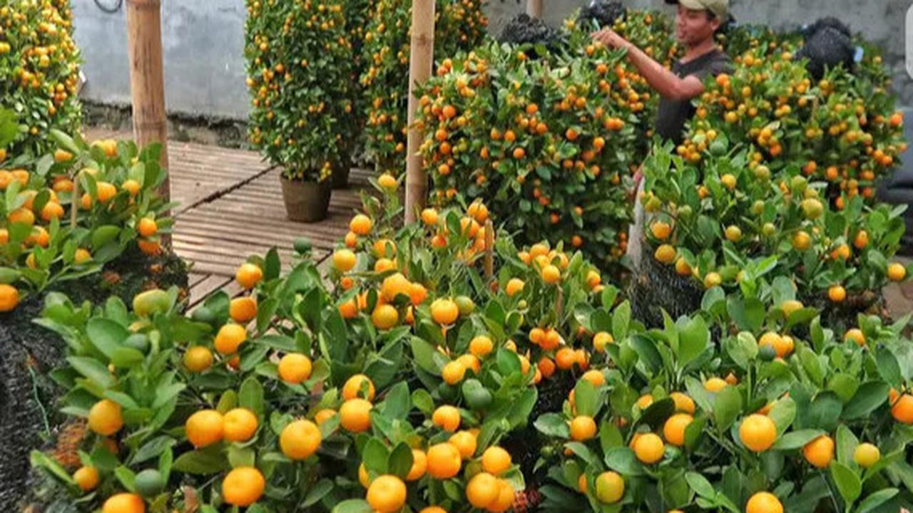 Mudah & Segar, 6 Jenis Tanaman Buah Mini yang Bisa Ditanam di Teras Rumah