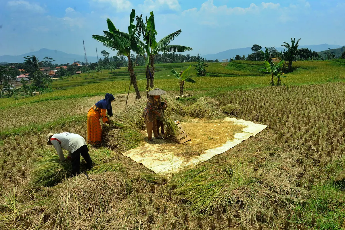 Harga Gabah Tinggi, Pemerintah Lakukan Penyesuaian HET dan HPP
