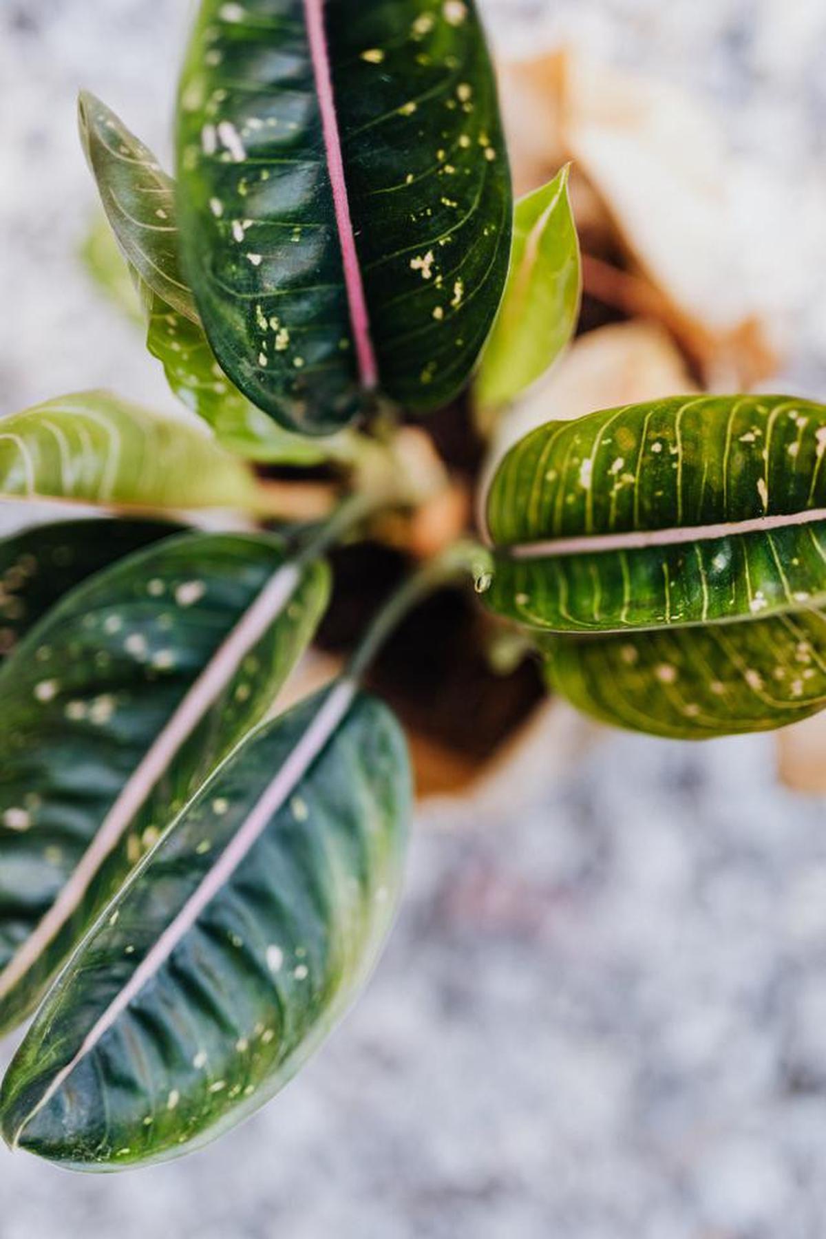 Jenis-jenis aglaonema