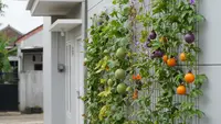 Tips agar Tanaman Buah Merambat Tidak Merusak Tembok Rumah dan Tetap Cantik di Mata