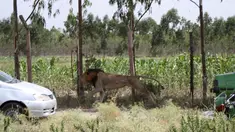 Seekor singa jantan bersurai hitam berkeliaran saat berusaha ditembak mati oleh petugas jagawana Kenya (KWS), di luar ibu kota Kenya, Nairobi, Rabu (30/3). Singa itu ditembak mati setelah melukai seorang pejalan kaki di Isinya. (REUTERS/Stringer)