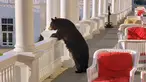 Seekor beruang hitam mengintip dari pagar beranda Omni Mount Washington Resort, New Hampshire, Amerika Serikat, Sabtu (29/7/2019). Keberadaan beruang itu pertama kali diketahui oleh pegawai hotel saat dia hendak mengambil gambar matahari terbit. (Sam Geesaman/Omni Mount Washington Resort via AP)
