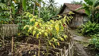 Cara Mengatasi Daun Cabai Menguning agar Tanaman Sehat dan Berbuah Lebat