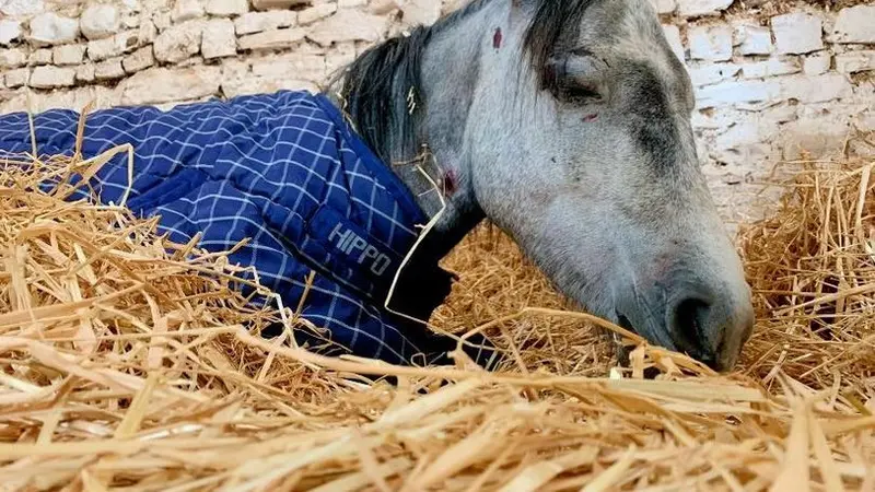 Meninggal di Depan Penyelamat, Kisah Kuda Poni yang Dipukul Brutal Ini Bikin Terenyuh