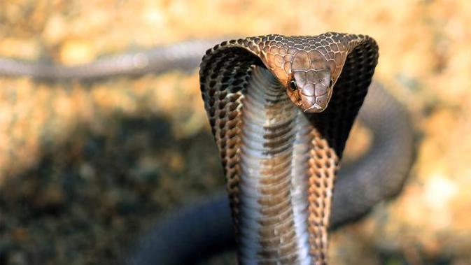 Ular merupakan hewan yang banyak ditakuti manusia. Selain lincah gerakannya, sebagian ular memiliki bisa yang mematikan.