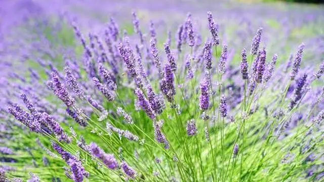 Tanaman Lavender
