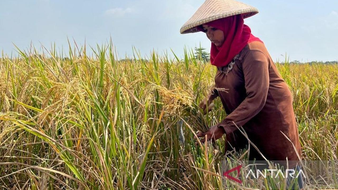 Bulog Kawal Panen Padi Berkualitas, Libatkan PPL hingga Babinsa untuk Jaga Kualitas Beras Nasional
