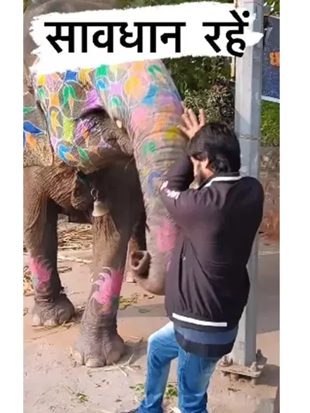 Momen Gajah Bikin Pria Ini 'Terbang' Karena Berdiri Terlalu Dekat, Videonya Viral