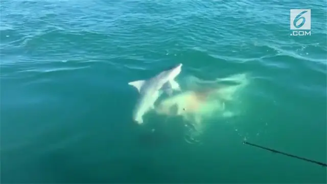 Seekor ikan hiu muncul dari dasar laut dan memangsa ikan yang merupakan hasil pancing. Momen ini terjadi di perairan Miami, Florida.