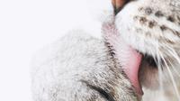 Ilustrasi lidah kucing/icatcare.org
