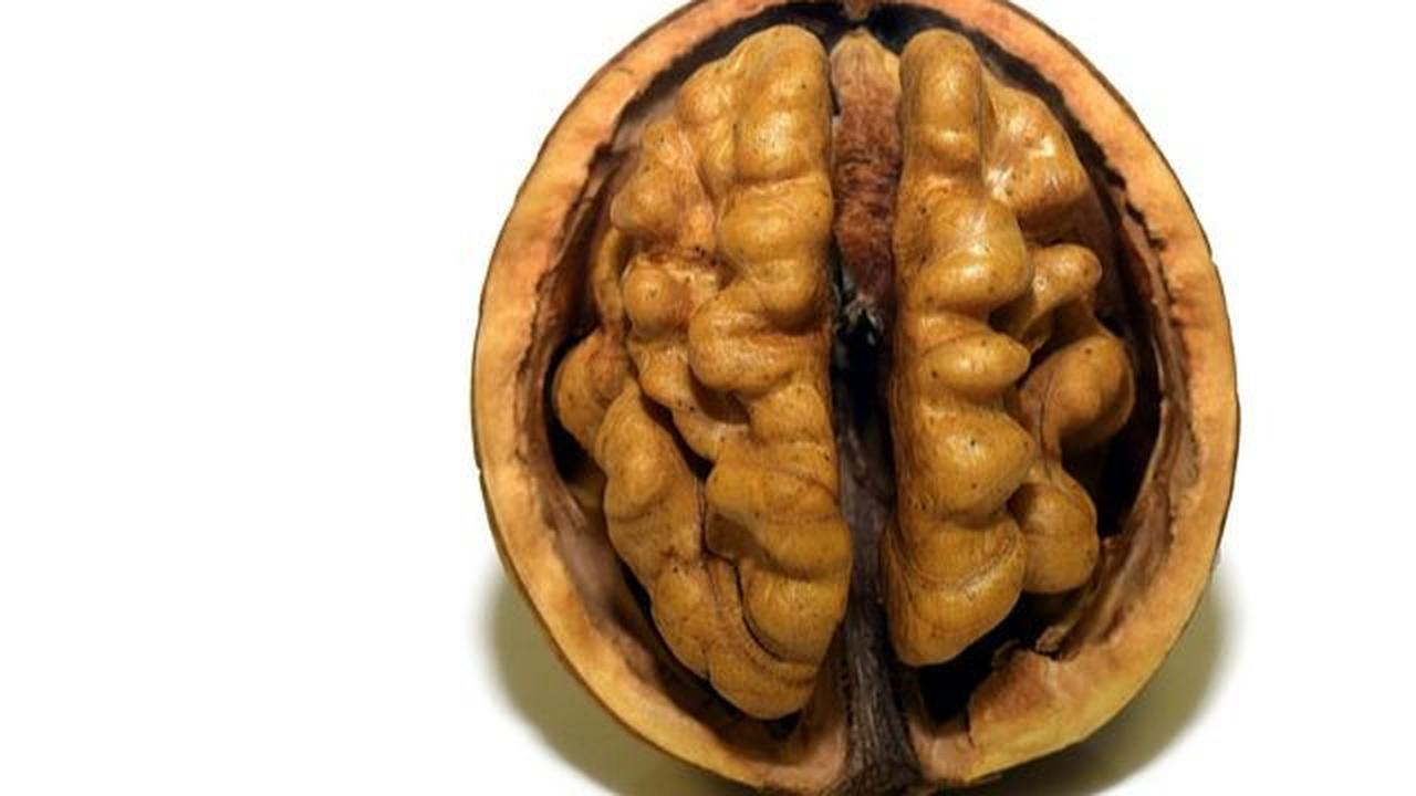 Penurunan panas yang disebabkan oleh rambut keriting ini diduga juga berpengaruh terhadap perkembangan otak yang lebih besar.