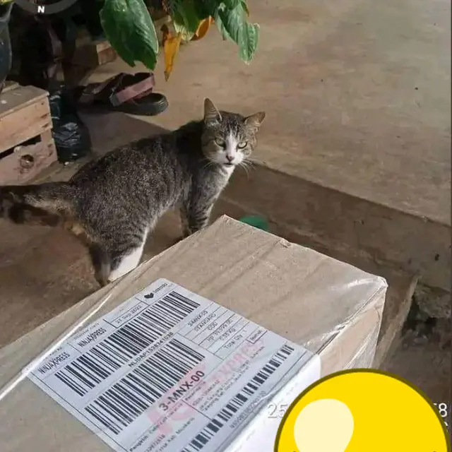 6 Potret Kucing Jadi Penerima Paket Ini Ekspresinya Menggemaskan