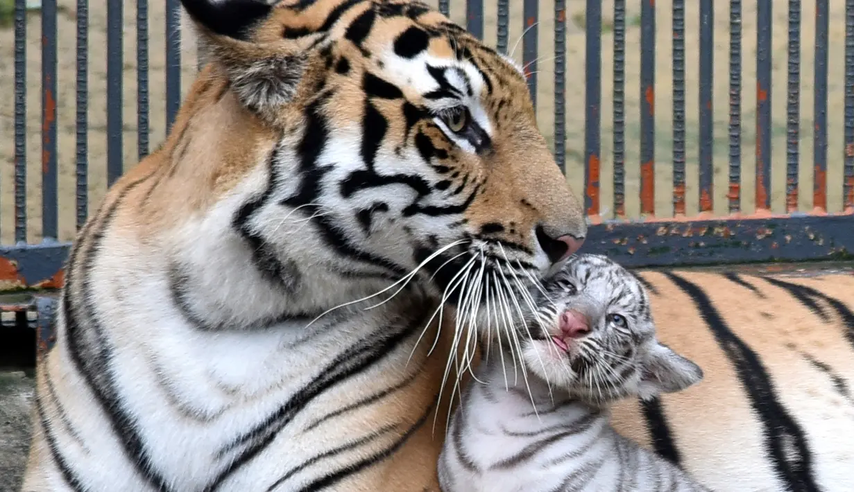 Seekor harimau putih bersama ibunya di sebuah kebun binatang di Chittagong, Bangladesh (12/9). Pihak berwenang kebun binatang mengatakan harimau putih ini pertama yang lahir dan dibesarkan di kebun binatang Bangladesh. (AFP Photo/Habibur Rob)