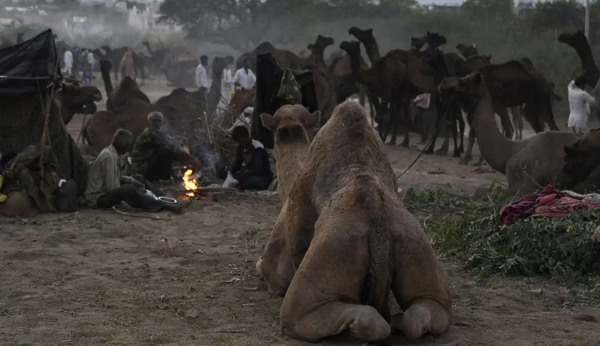 Pemilik unta duduk di dekat ternak mereka saat mengikuti pameran Unta Pushkar di Pushkar, India (26/10). Acara tahunan ini selalu menarik perhatian para wisatawan domestik dan mancanegara. (AFP Photo/Dominique Faget)