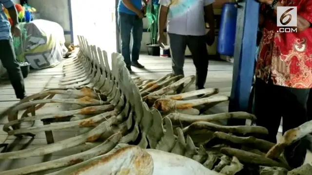 Kerangka ikan sepanjang 13 meter menggegerkan warga Batam. Kerangka tersebut ditemukan nelayan setempat.