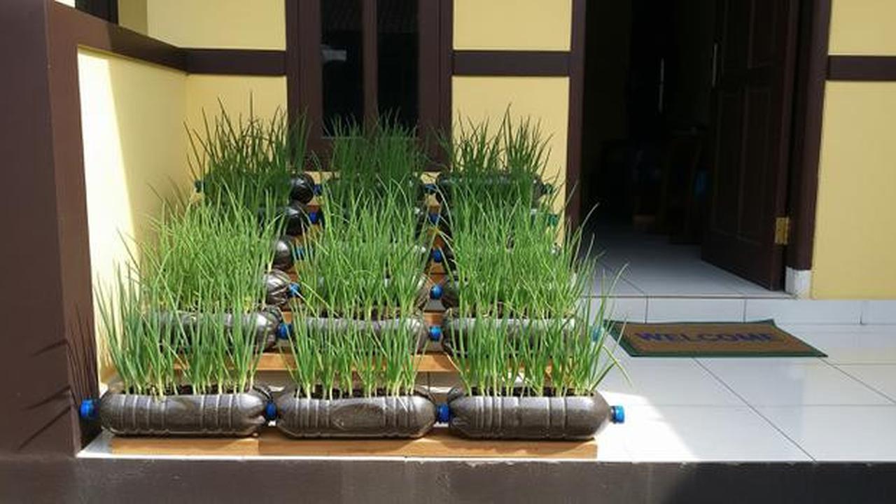 TOP 3: Cara Menanam Daun Bawang, Cara Membersihkan Kerak di Kompor Gas dan Model Pagar Kombinasi Besi Hollow dan Batu Alam