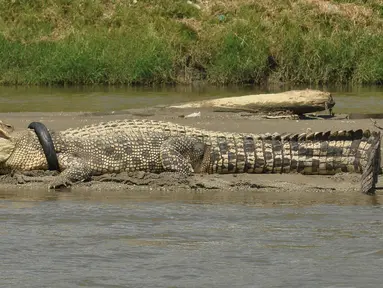 Foto yang diambil pada tanggal 20 September 2016 ini menunjukkan seekor buaya terlilit ban di sekitar lehernya di sungai Palu di Palu, Sulawesi Tengah. Pada Desember lalu, kondisi ban tampak sempit karena tubuh buaya yang kian membesar. (AFP Photo/Arfa)