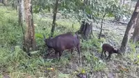 Bayi anoa bernama Raden bersama induknya Denok berada dalam kandang di Anoa Breeding Centre, BPSILHK Manado, Sulut, Kamis (2/2/2023).