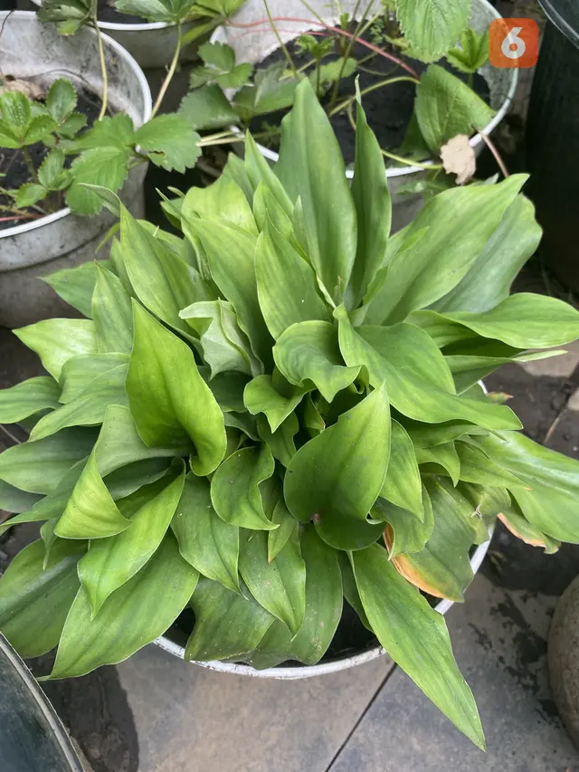 Daun Pandan Wangi (Foto: x.com/gooddaygoodword)
