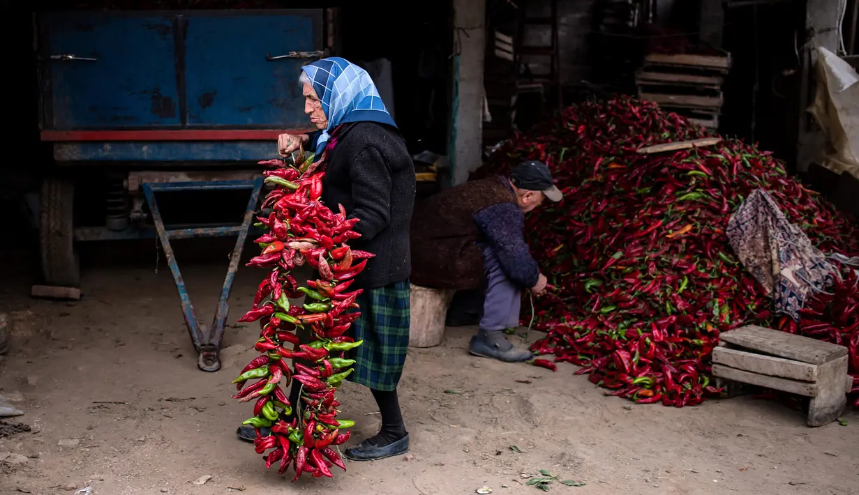 Sepasang manula menyiapkan paprika merah untuk dijemur di Desa Donja Lakosnica, Serbia, Senin (25/9). Pengeringan ini masih menggunakan teknik tradisional karena memanfaatkan matahari dan udara segar. (ANDREJ ISAKOVIC/AFP)