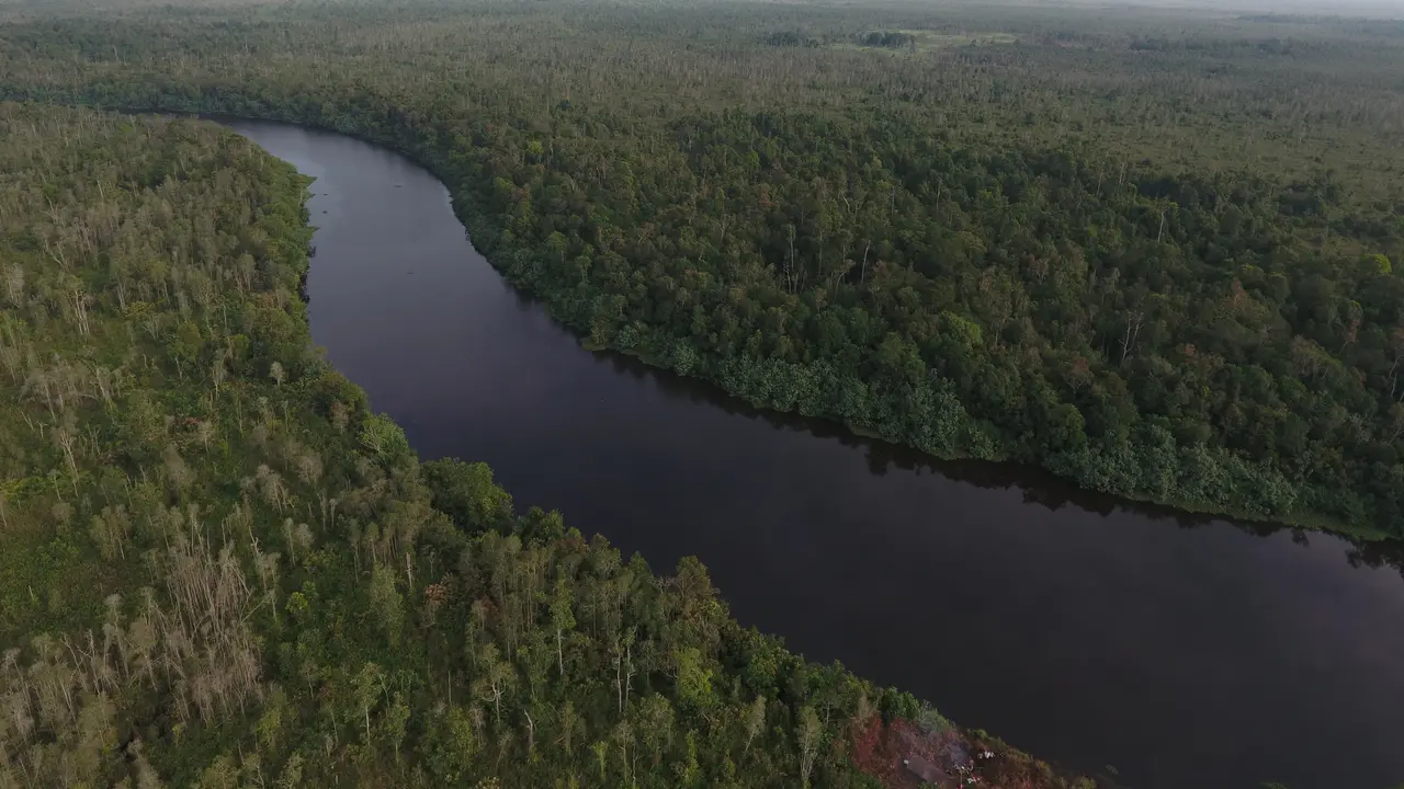 Hutan Kendawangan habitat orangutan (Foto: Ryan Avriandy)