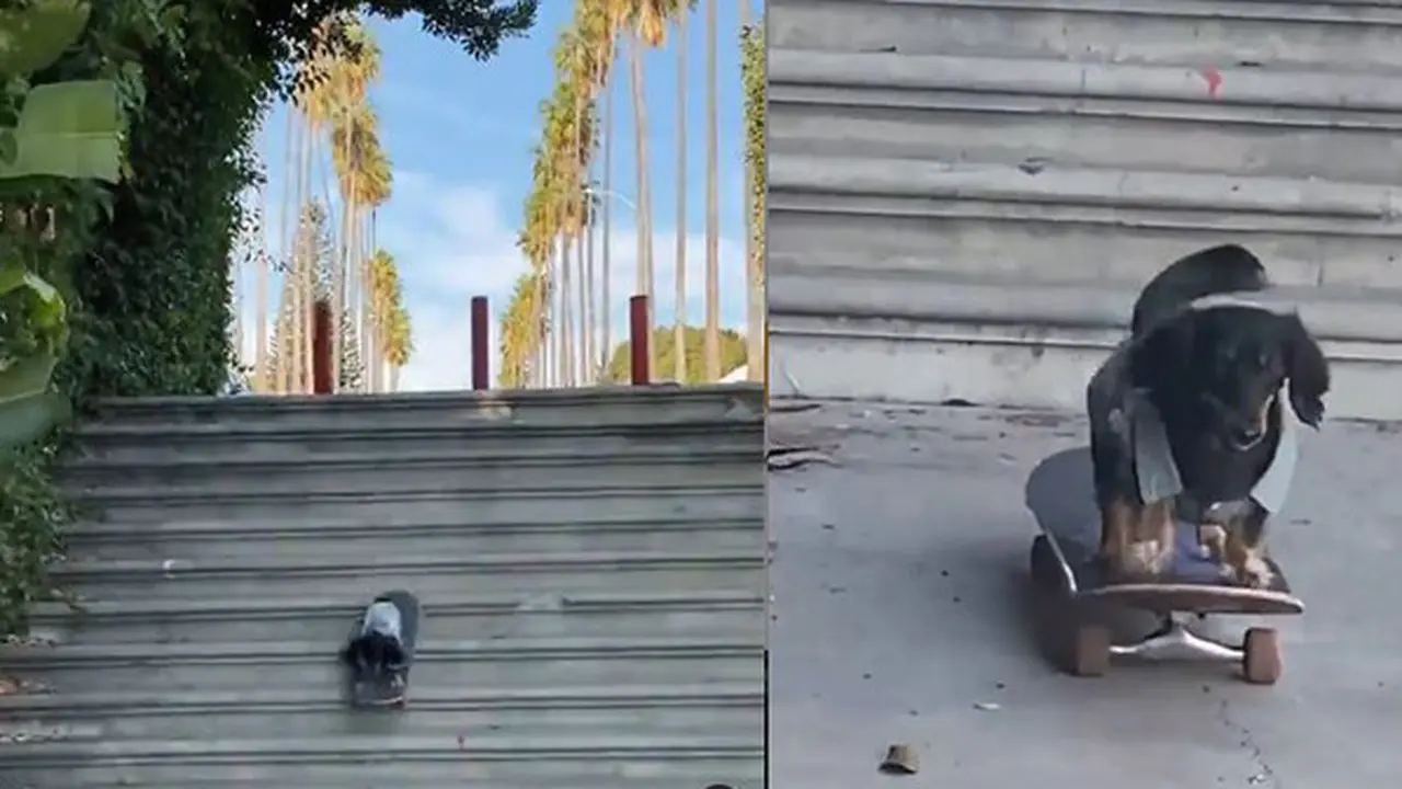 Anjing mahir main skateboard