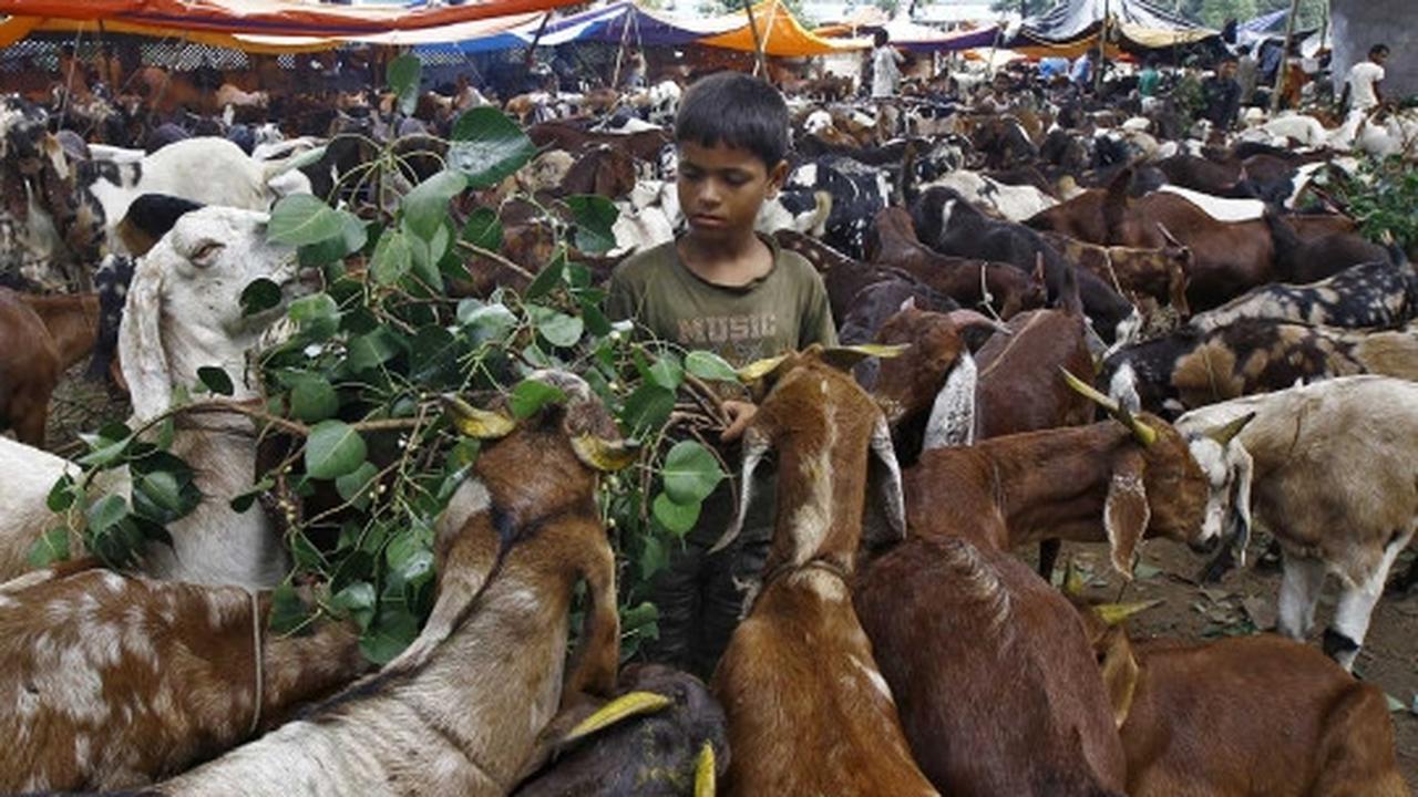 Menengok padatnya pasar hewan kurban di India