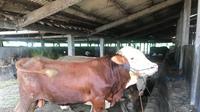Ilustrasi salah satu sapi di RPH Kota Semarang yang berada di Pengarong , (Foto : Titoisnau)
